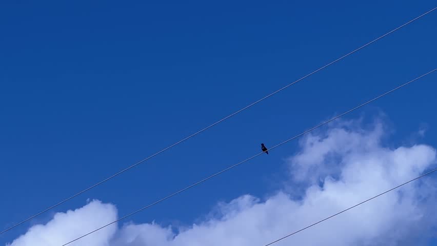 Low angle view of bird on threads of light in clear sky. Daylight