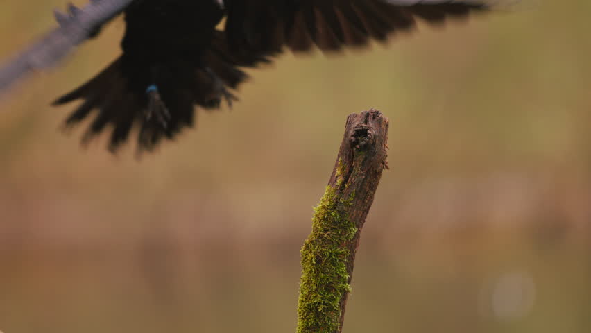 Close up of a raven landing on a branch looking and crowing and then jumping down