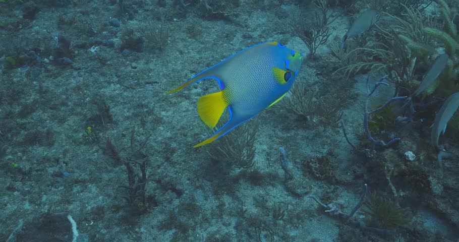 A vibrant queen angelfish glides gracefully over a diverse coral reef, showcasing its striking blue and yellow colors against the textured ocean floor