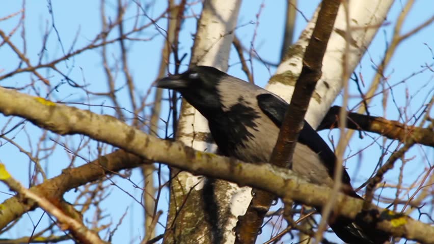 crow sitting on a branch