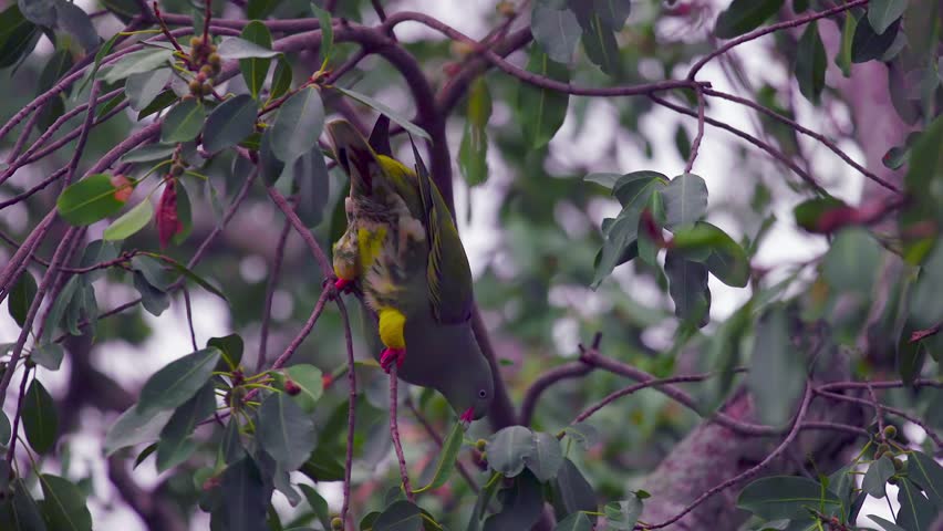 Colourful green pigeon eats berries in tree on flat light African day