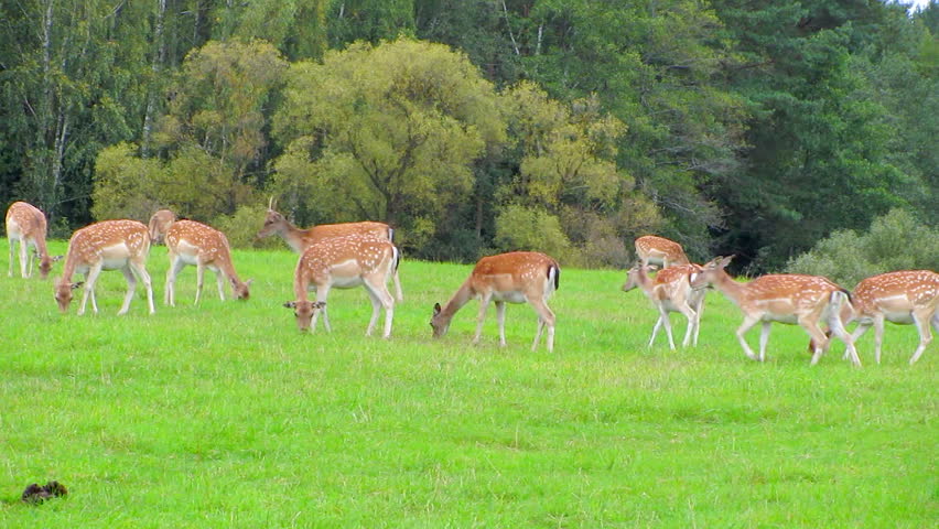 young reindeer in a pasture