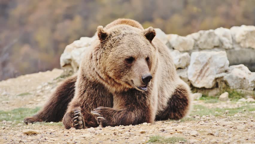 Slow motion of brown bear calmly lying on rocky terrain surrounded by nature, 4K