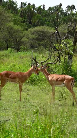 Two male impalas locking horns in the wild savanna of Tanzania. Natural wildlife behavior during dominance fight or mating season.