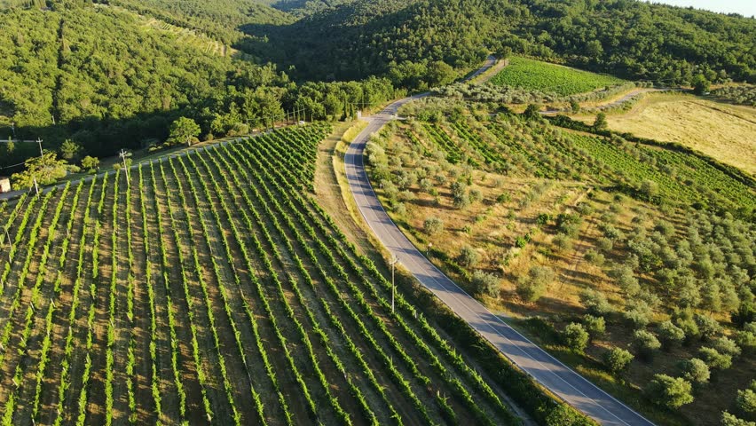 Golden hour light glows across vineyards and olive trees, Tuscany summer fields