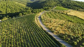 Golden hour light glows across vineyards and olive trees, Tuscany summer fields - Powered by Shutterstock - Get 15% off with code: PIKWIZARD15