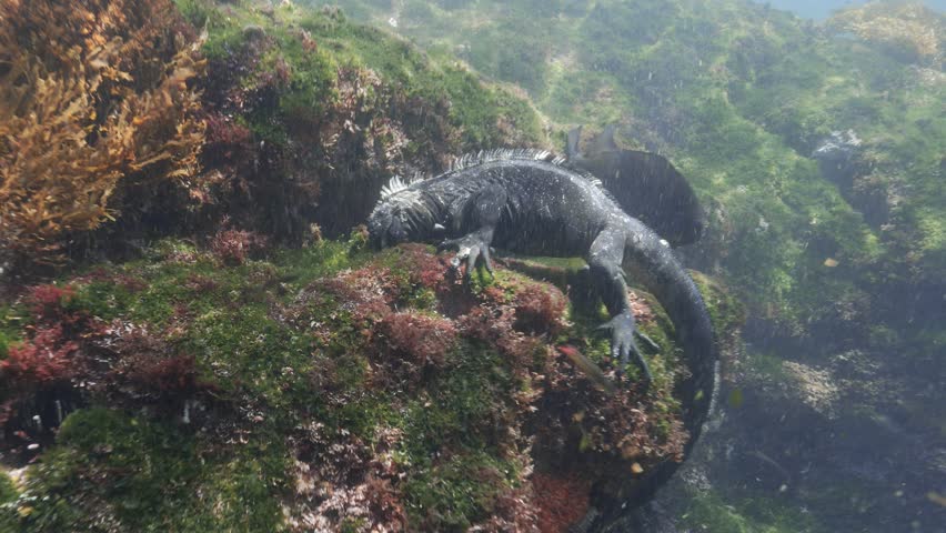 Diving Iguana, Godzilla Iguana diving and feeding underwater on green algues in the Galapagos Islands, Ecuador