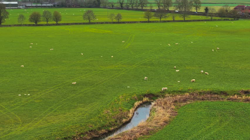 Flock of sheep grazing on green pasture beside shallow river. Livestock feeding on lush grass near winding waterway. Sheep scattered across vibrant field beside narrow creek. Calm stream flowing