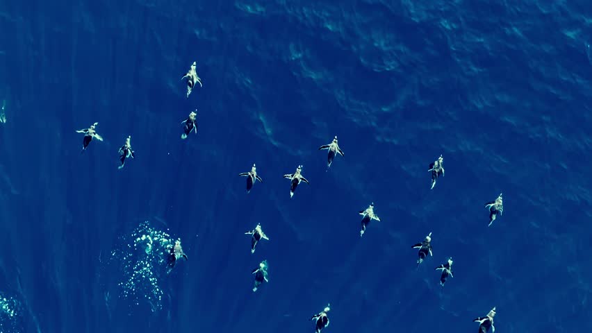 Flock of killer whales or penguins swimming, wild animals icy water Arctic, Antarctica, Norway wildlife. Ice landscape winter nature cold ocean marine mammals. Tourism travel adventure, aerial view