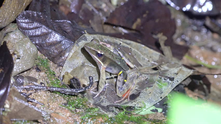 Brilliant Forest Frog sitting by the water