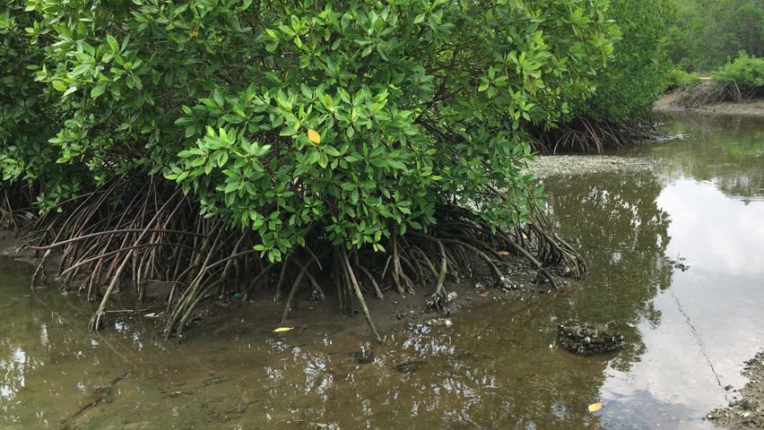 panorama around the mangrove forest.