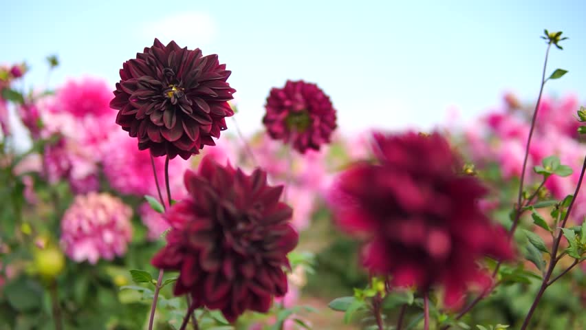 Dark burgundy dahlia flowers close-up in sunny garden sway in a wind
