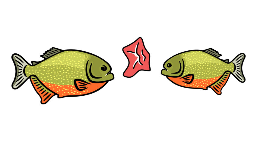 Piranhas bite and tearing meat, fish, animal, river and underwater life, graphic animation. Colored. Transparent background motion design. 4K resolution