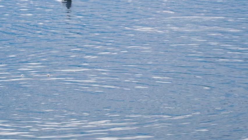 Seagull Diving into Water to Catch Fish – Stunning Wildlife Action Shot