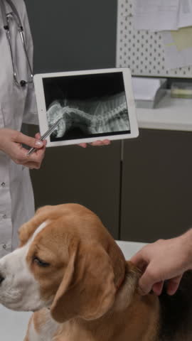 Vertical shot of female veterinarian holding tablet displaying dog x-ray and using pen for explanation during consultation with owner of beagle in vet clinic