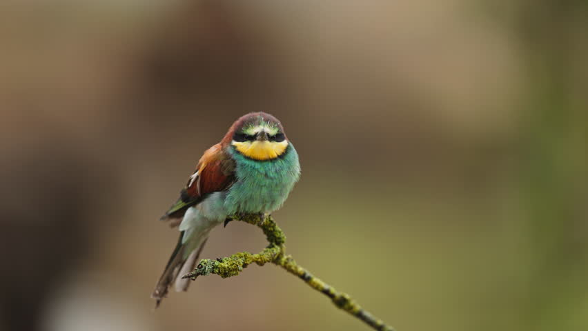 Close up of a beautifully colored and long beaked bee eater bird sitting on a small branch looking around