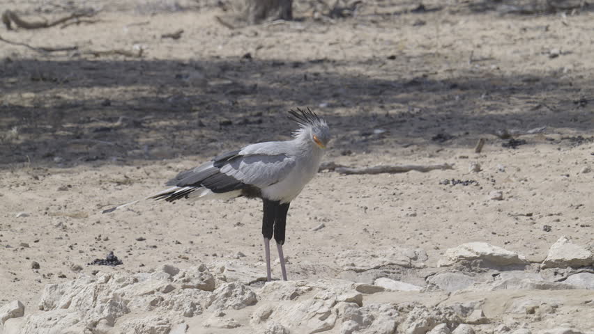 Secretary bird (Sagittarius serpentarius) standing at a waterhole in the dry Auob riverbed, Kgalagadi N.P.,South-Africa. Slow motion