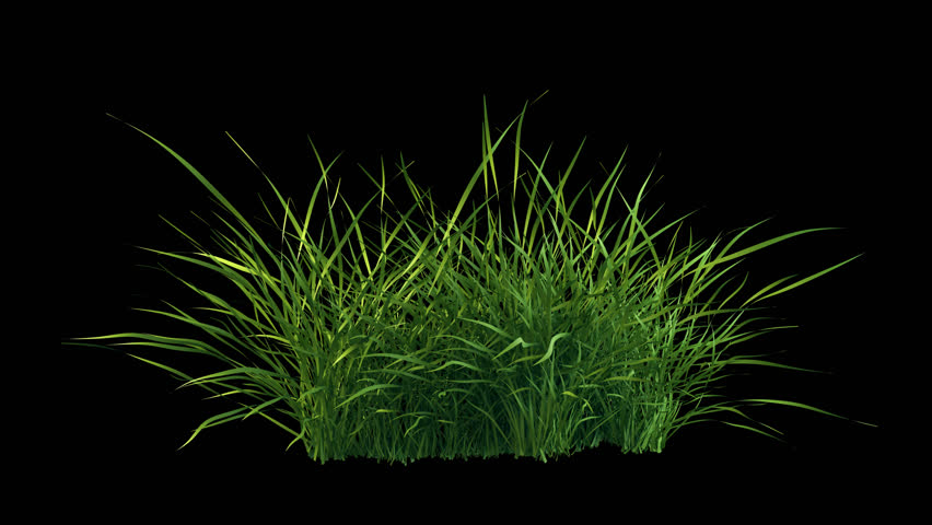 Swinging grass flow in breeze. 3D render. Looping grass moving gently with wind on transparent alpha.