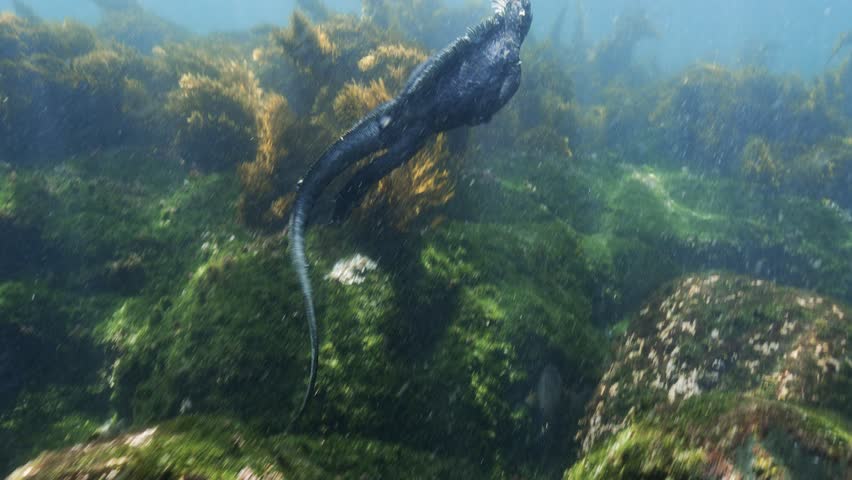 Diving Iguanas, so called Godzilla Iguanas feeding on algues and swim underwater, then go up to the surface for breathing in the Galapagos Islands, Ecuador