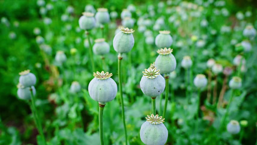 Dense green unripe poppy heads clustering across agricultural landscape, representing botanical detail of pharmaceutical crop growing under summer sunlight
