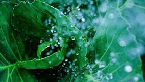Glistening water droplets cascading across verdant cabbage leaf, highlighting botanical vitality through delicate moisture spraying in sunlit garden environment - Powered by Shutterstock - Get 15% off with code: PIKWIZARD15