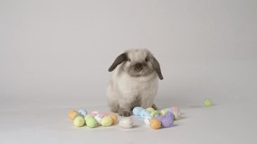 Little bunny on white background with coloured eggs. Happy Easter day. Funny cute fluffy rabbit looking around for eggs and snuffing. Concept Happy Easter celebration - Powered by Shutterstock - Get 15% off with code: PIKWIZARD15