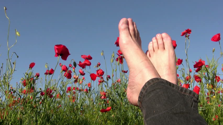 Poppy field at sunset. Clear blue sky. Bare feet in jeans