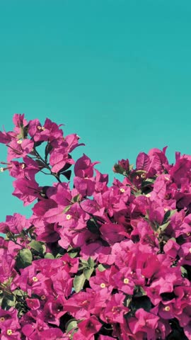 Vibrant pink bougainvillea flowers in full bloom against a clear turquoise sky. A stunning contrast of nature’s colors, evoking tropical vibes and summer freshness.