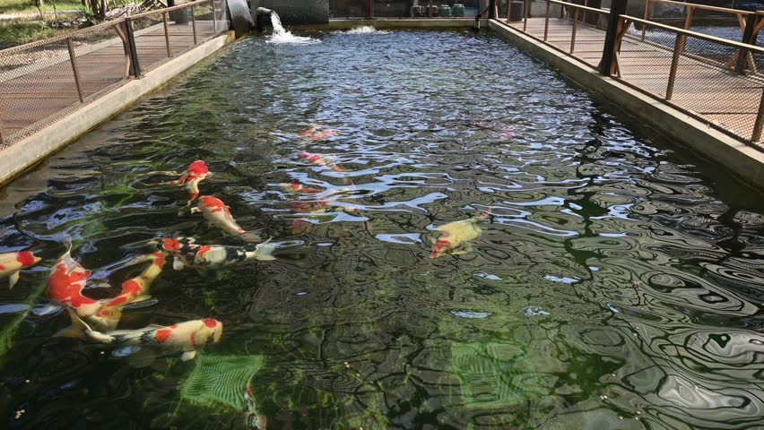 Beautiful koi fish (or fancy carp) swimming in fish hatchery. Koi have been popular ornamental fishes in worldwide.