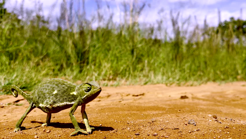 Green chameleon cautiously crossing dirt road with eyes scanning all directions