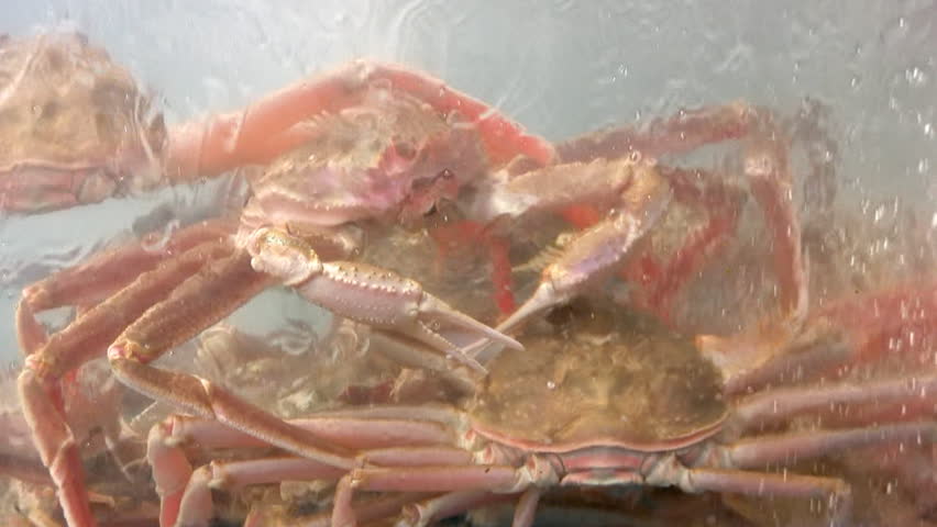 Several large pink crabs are sitting in a tank at the fish market. One crab