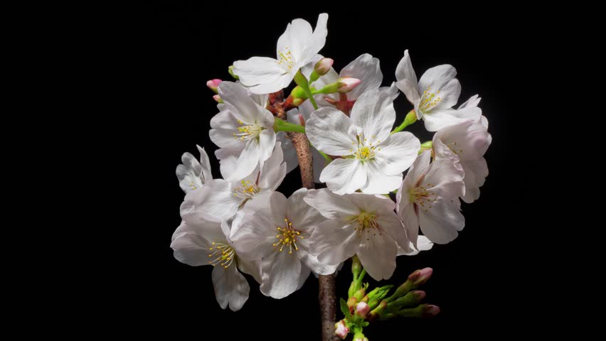 Time lapse footage of blooming pink Prunus yedoensis blossoms isolated on black background, many flowers blooming from bud to full blossom together, 4k video b roll shot.