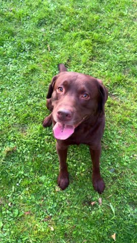 video of cute chocolate brown adult Labrador retriever dog staying at green grass in garden at sunset and looking directly in camera, happy active dynamic dog
