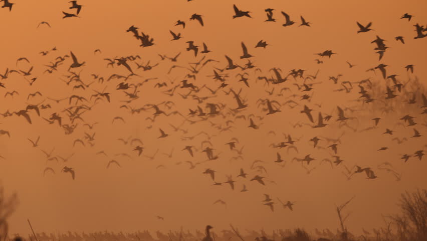 Beautiful shot of a large flock of waterfowl taking off on a foggy morning with a warm glow of light, slow motion
