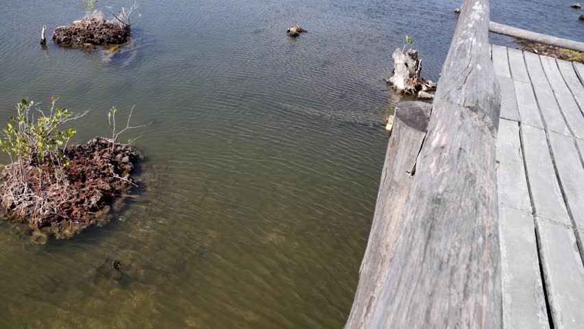 Shadow of a submerged crocodile visible under a wooden bridge in a lagoon. Natural habitat scene with small islands. Shot in Punta Sur, Cozumel, Mexico.