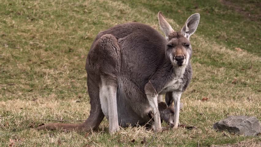 A slow-motion of Eastern Gray Kangaroo with a young one in her pouch grazing in grassy field