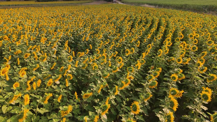 Orbital drone shot above the sunflower fields in a countryside in Valderama, in the province of Burgos in Spain.