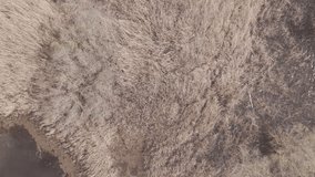 Drone from behind on marsh reed, Northern Italy. - Powered by Shutterstock - Get 15% off with code: PIKWIZARD15