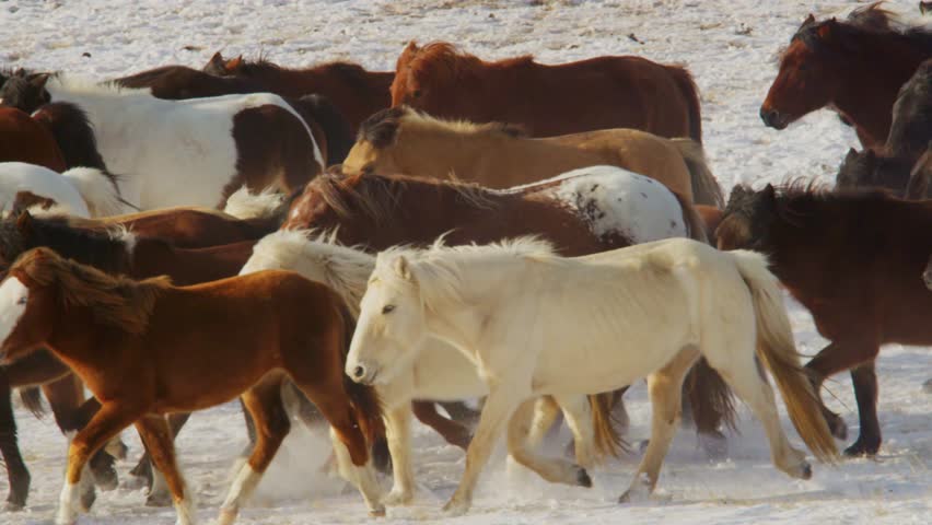 A close-up view of Mongolian horses with varied coats running through the snowy grasslands of Inner Mongolia, kicking up snow in winter light. - Powered by Shutterstock - Get 15% off with code: PIKWIZARD15