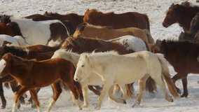 A close-up view of Mongolian horses with varied coats running through the snowy grasslands of Inner Mongolia, kicking up snow in winter light. - Powered by Shutterstock - Get 15% off with code: PIKWIZARD15