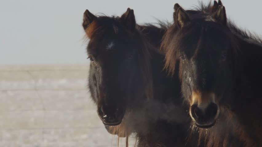 Two Mongolian horses stand close together in the snowy plains, their breath forming visible mist in the freezing winter air.