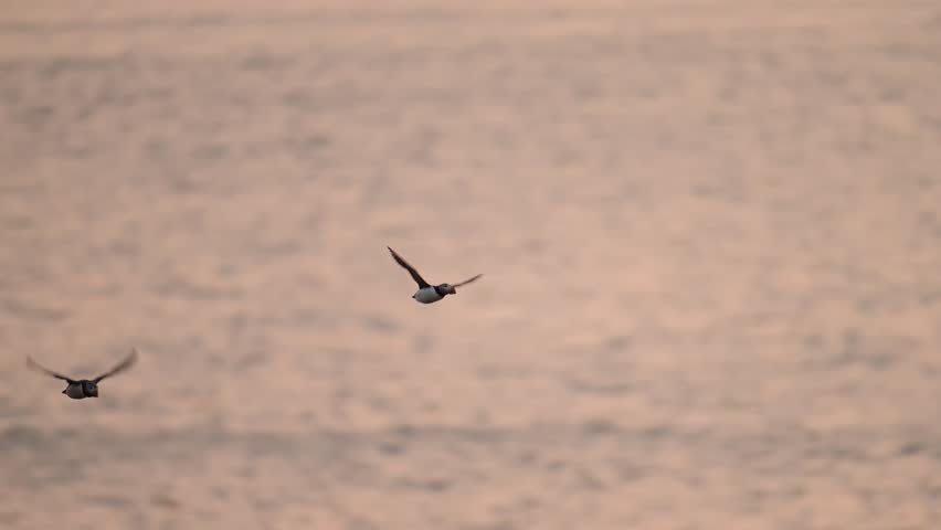 Slow Motion Puffin Flying at Sunset Over Ocean, Atlantic Puffin In Flight Over Sea on Coast at Sunset on Skomer Island, UK Birdlife and Wildlife