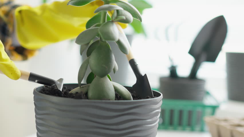 This image outlines the stepbystep process for planting a succulent in a textured pot, highlighting the need for careful handling and maintenance for healthy, longlasting houseplants