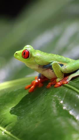 Vibrant close-up of a Red-Eyed Tree Frog (Agalychnis callidryas) in its natural habitat in Costa Rica. Known for its striking red eyes, bright green body, and blue-and-yellow sides.