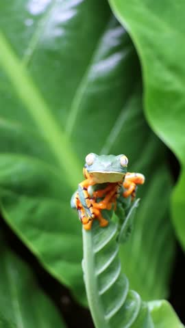 Vibrant close-up of a Red-Eyed Tree Frog (Agalychnis callidryas) in its natural habitat in Costa Rica. Known for its striking red eyes, bright green body, and blue-and-yellow sides.