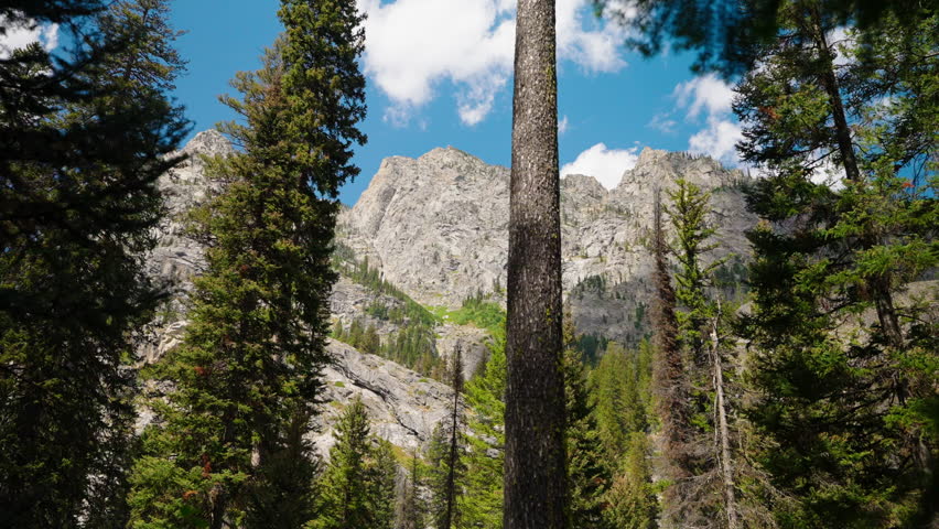 Moving through dense forest trees, the towering mountain peaks rise above, framed by the lush greenery, offering a breathtaking view of nature