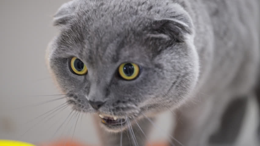 Close-up of a surprised Scottish Fold cat with big yellow eyes, expressive and funny
