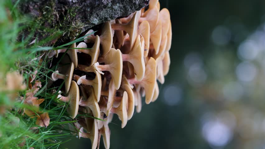 A close-up video of a cluster of wild mushrooms growing on a tree trunk, surrounded by green grass and moss. The soft-focus background enhances the natural beauty and delicate textures of the fungi.
