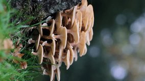 A close-up video of a cluster of wild mushrooms growing on a tree trunk, surrounded by green grass and moss. The soft-focus background enhances the natural beauty and delicate textures of the fungi. - Powered by Shutterstock - Get 15% off with code: PIKWIZARD15