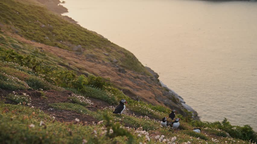 Puffin and Coastal Scenery on Coast at Sunset with Beautiful Dramatic Landscape of Ocean Sea Water and Sunset Sky on Skomer Island, Wide Angle Establishing Shot of Atlantic Puffins